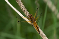 David Plant Photography - Wildlife Photography - Scarce chaser - A